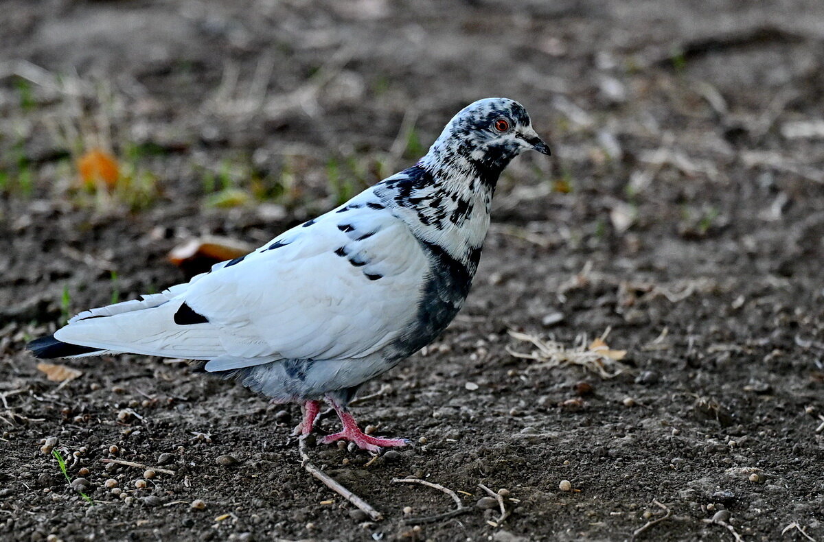 Крапчатый пятнистый голубь... - Николай Саржанов