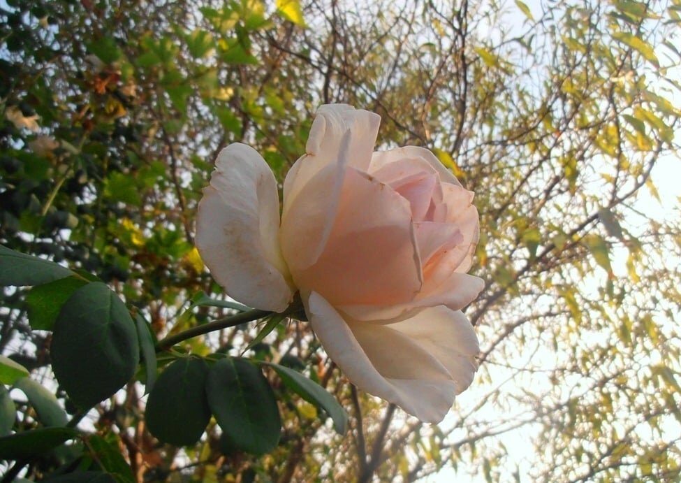 Раннее утро - Наталья 