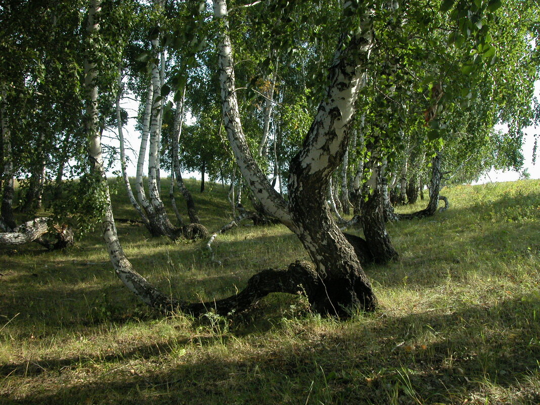 Вот такие березовые колки Зауралья - Наталья Лунева 