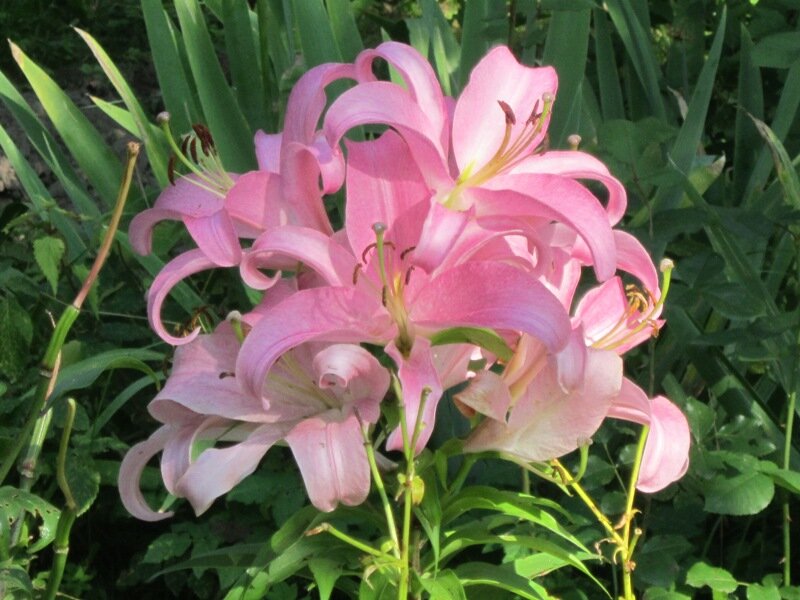 Лилия восточная Челси - Дмитрий Никитин