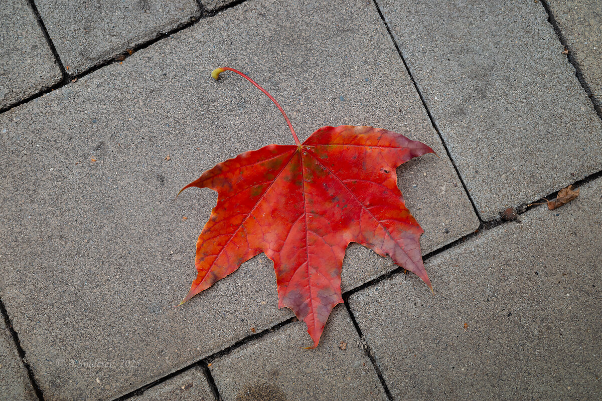 Красный осенний лист - Александр Синдерёв