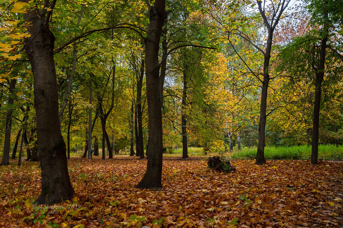 Среди клёнов - Александр Синдерёв
