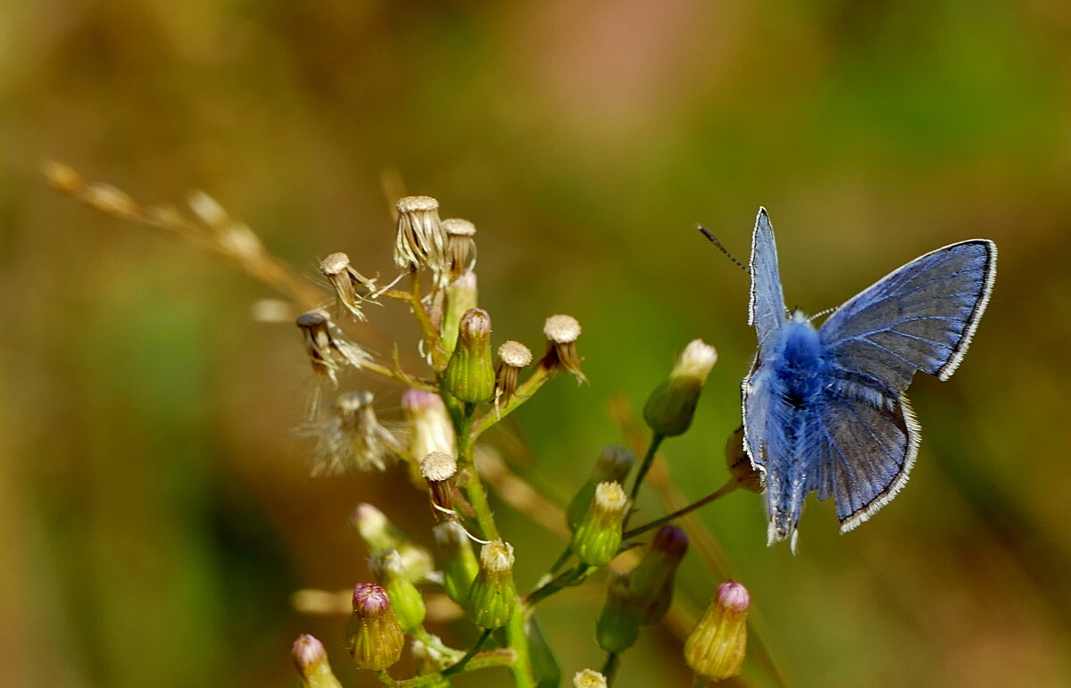 опять про бабочек 8 - Александр Прокудин