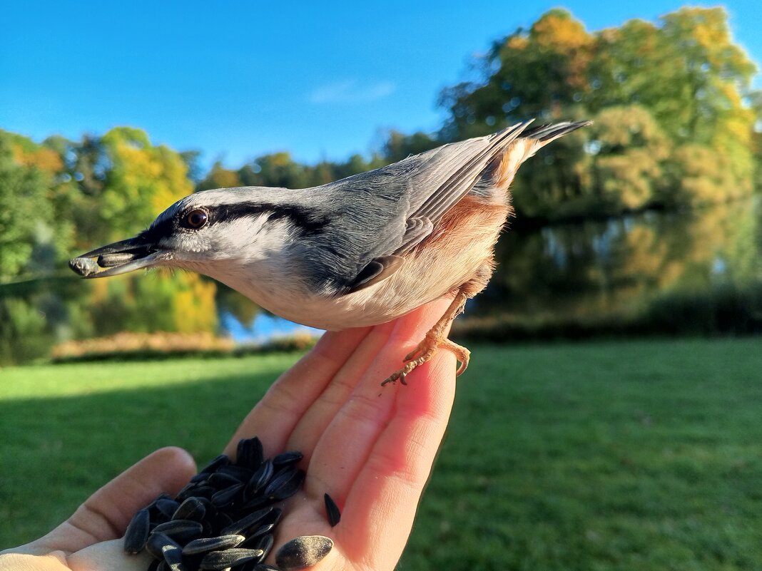 Поползень - Сапсан 