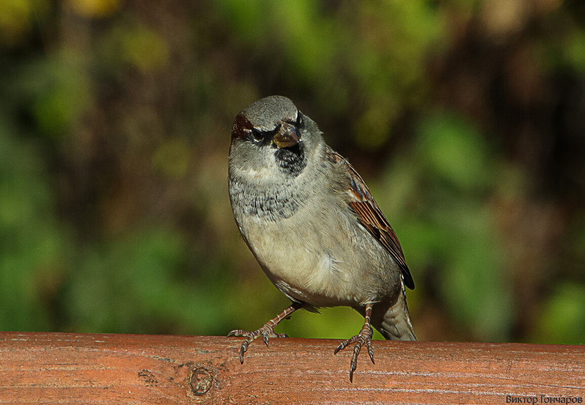 воробей - Laryan1 