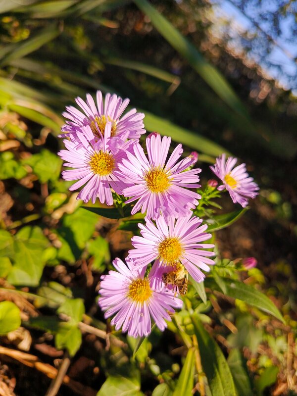 Сентябринки - Татьяна Пальчикова