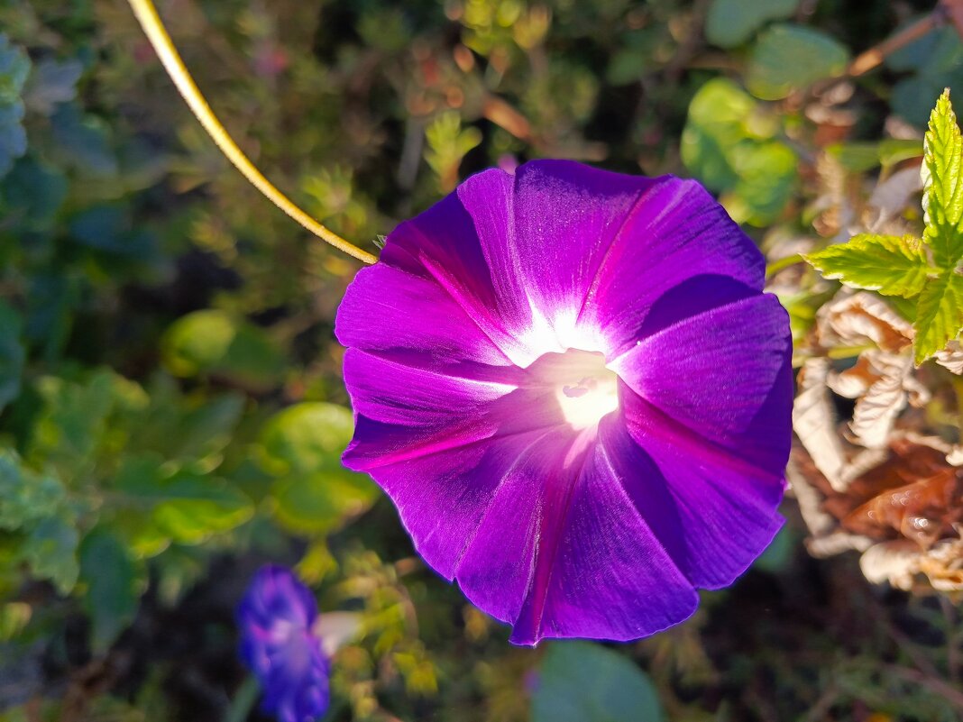 Колокольчик осенний - Татьяна Пальчикова