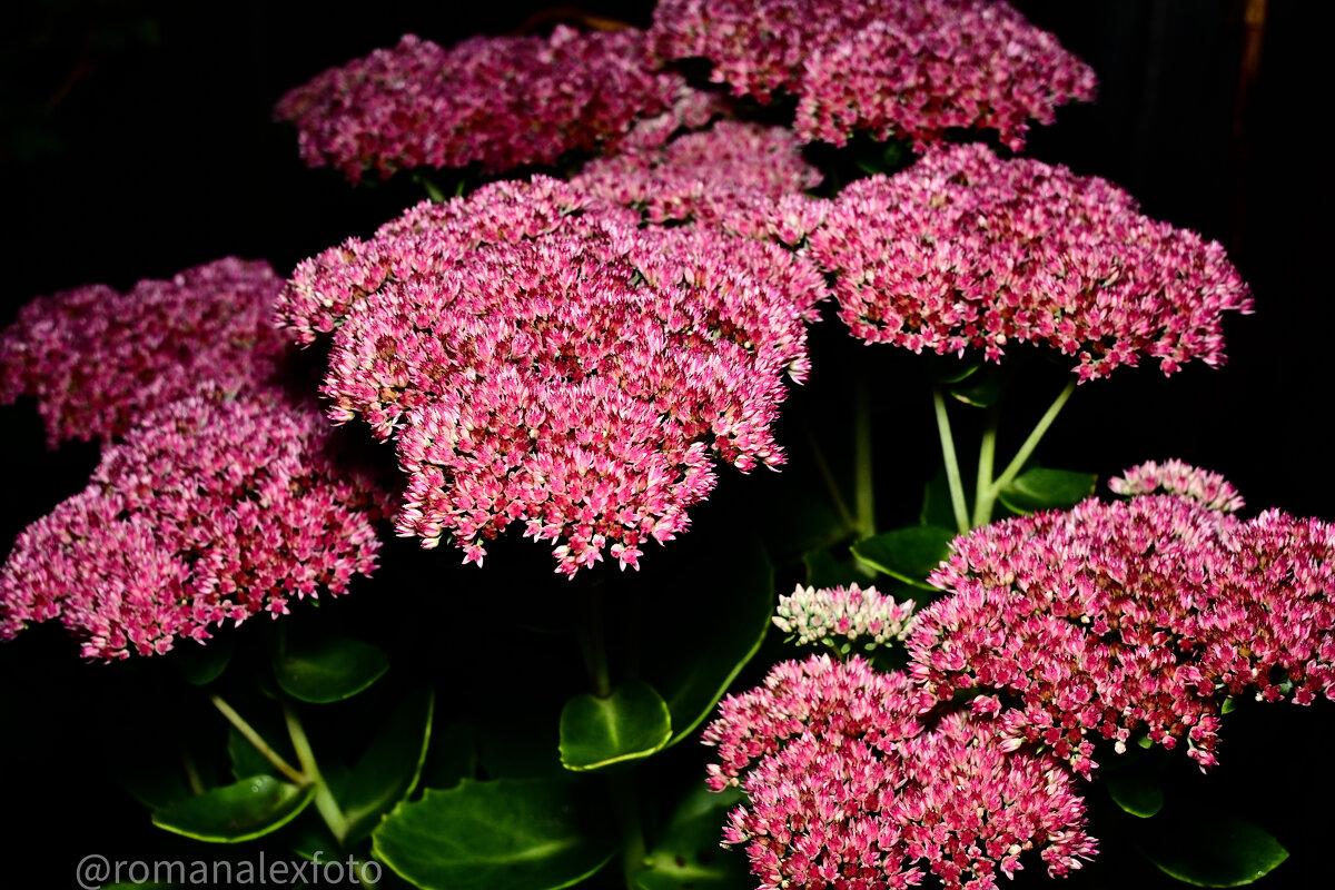 Очиток или Седум - Роман Алексеев