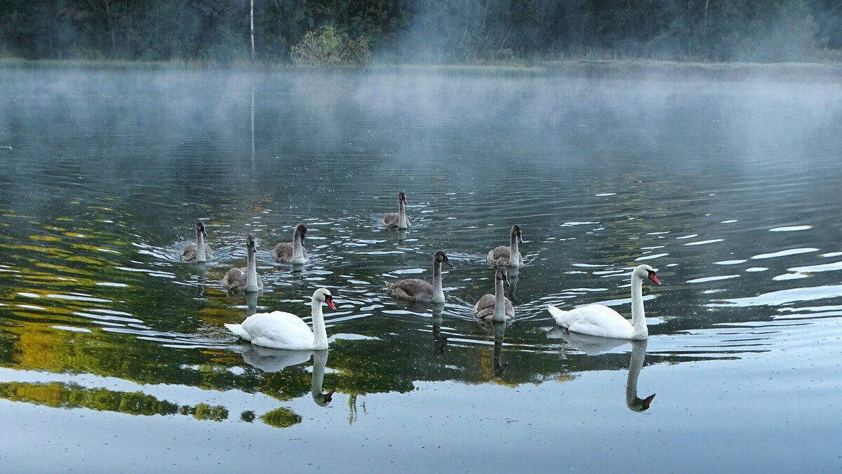 Приплыли за угощением. - Милешкин Владимир Алексеевич 