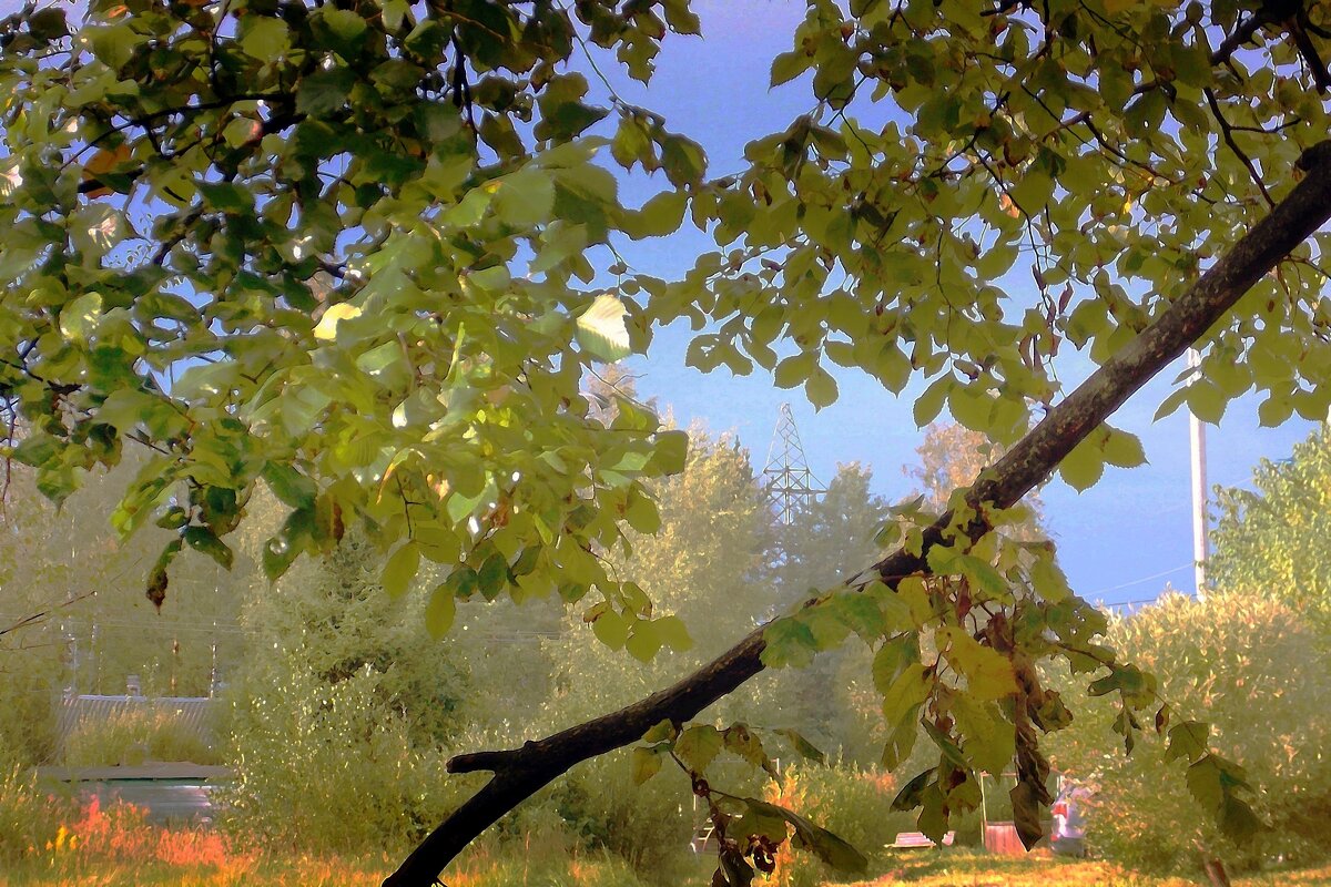 Осенние   листья - Фотогруппа Весна