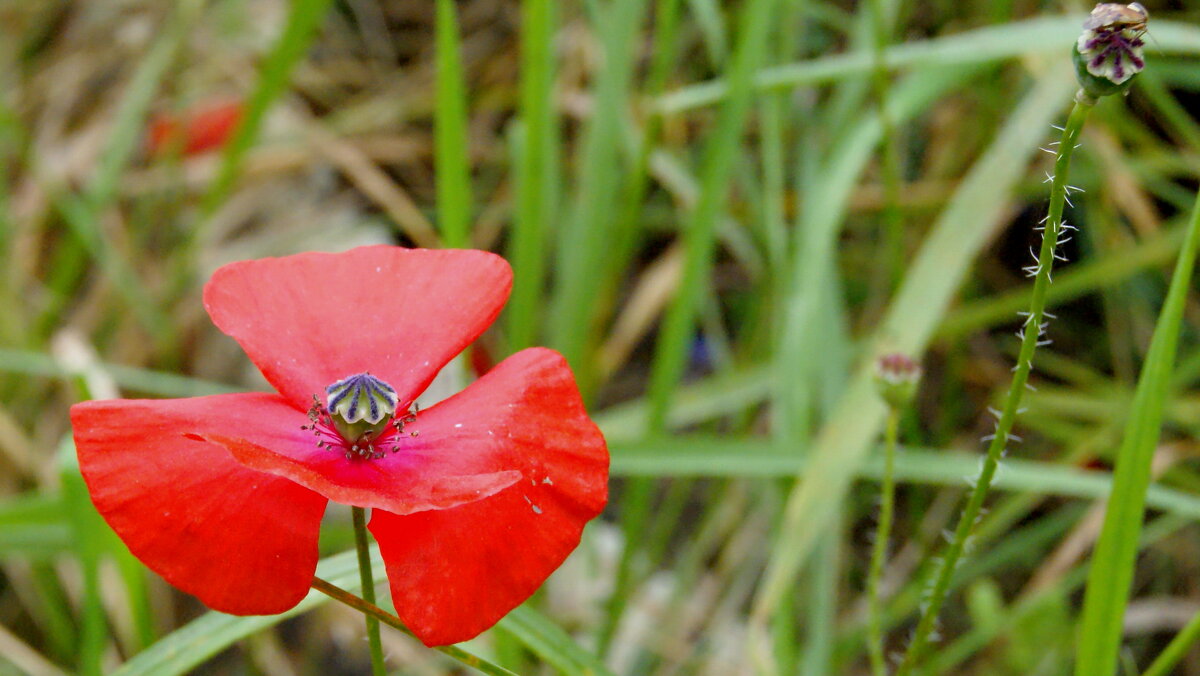 Подарок от сентября. - сергей ермошкин