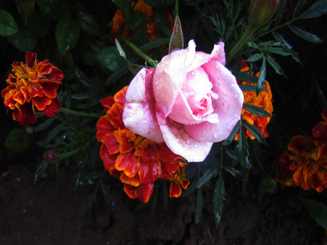 Розовая красотка - Людмила Смородинская