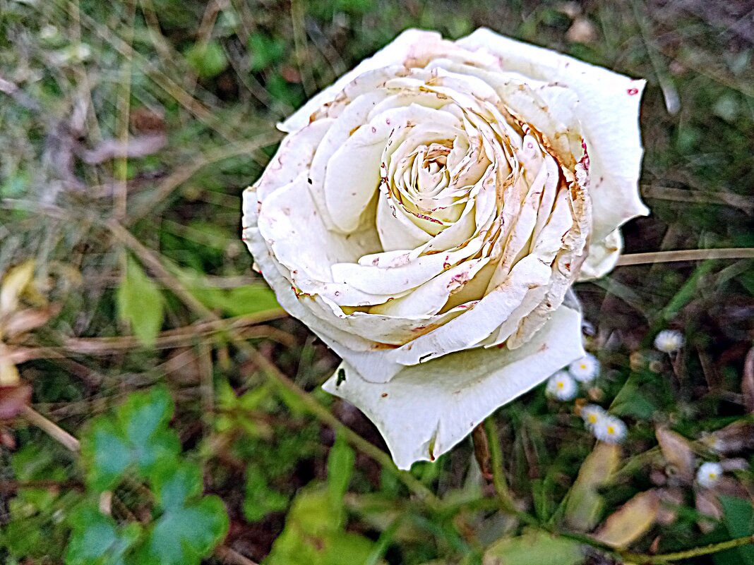 Цветы, отцвел... - Владимир Драгунский Цветы, отцвел... - Владимир Драгунский