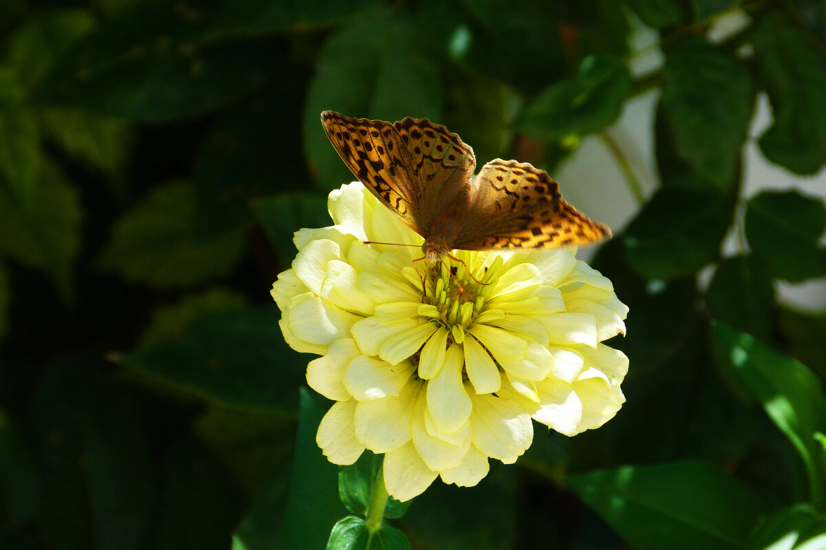 Бабочка и  жёлтая Циния - Валентин Семчишин