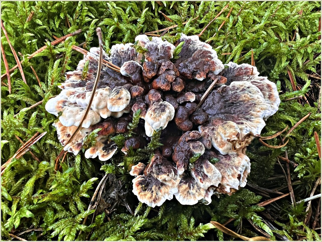 Телефора гвоздичная. - Валерия Комова