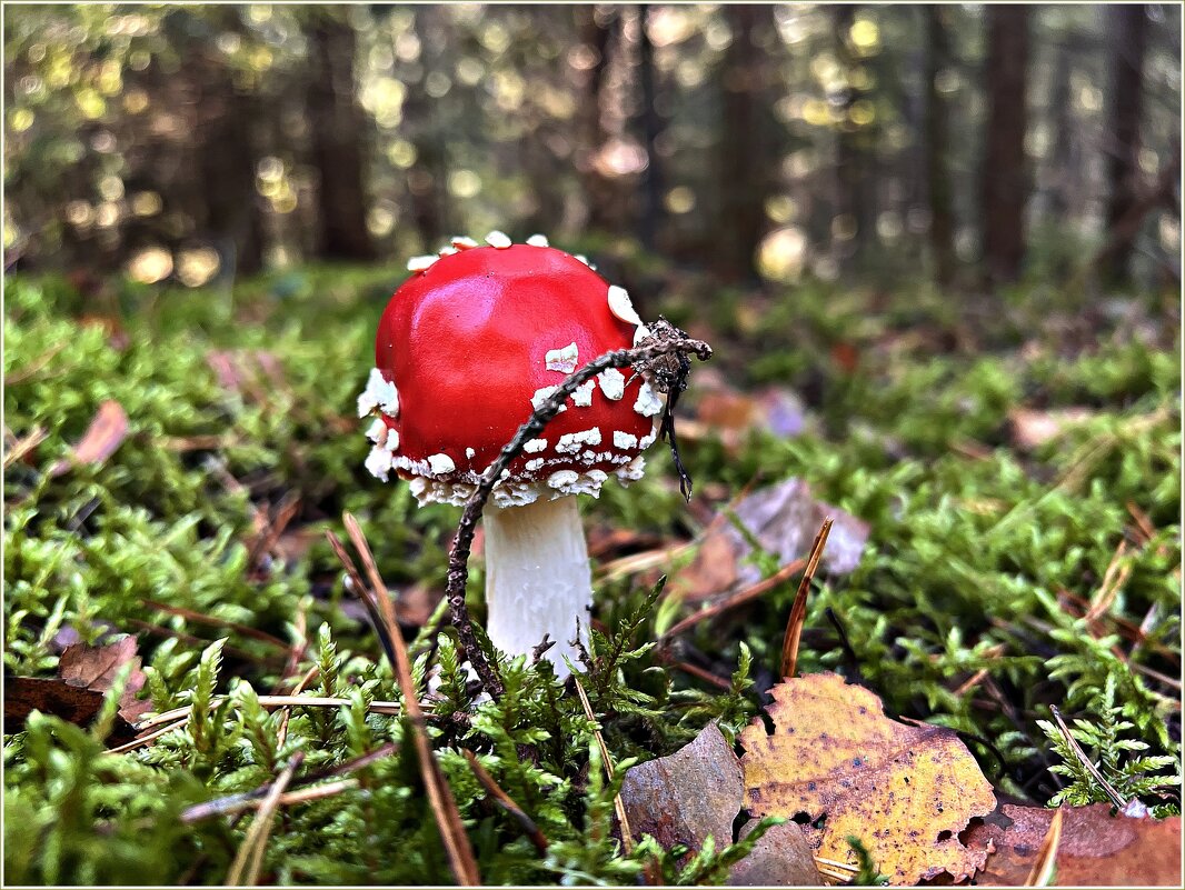 Мухомор красный. - Валерия Комова