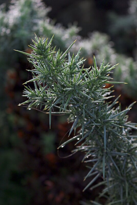 Шотландский чертополох - Ольга 