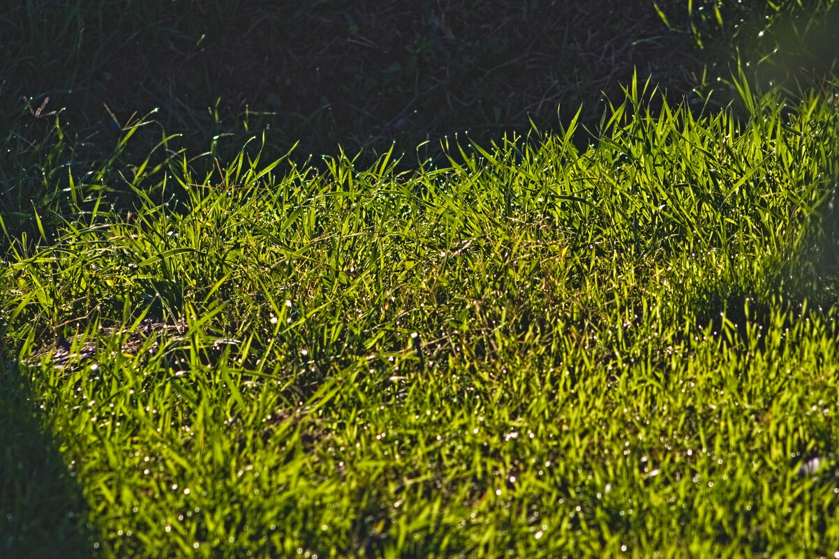 И снится нам не рокот космодрома ,а снится нам трава ,трава у дома . - Giant Tao / И снится нам не рокот космодрома ,а снится нам трава ,трава у дома . - Giant Tao /