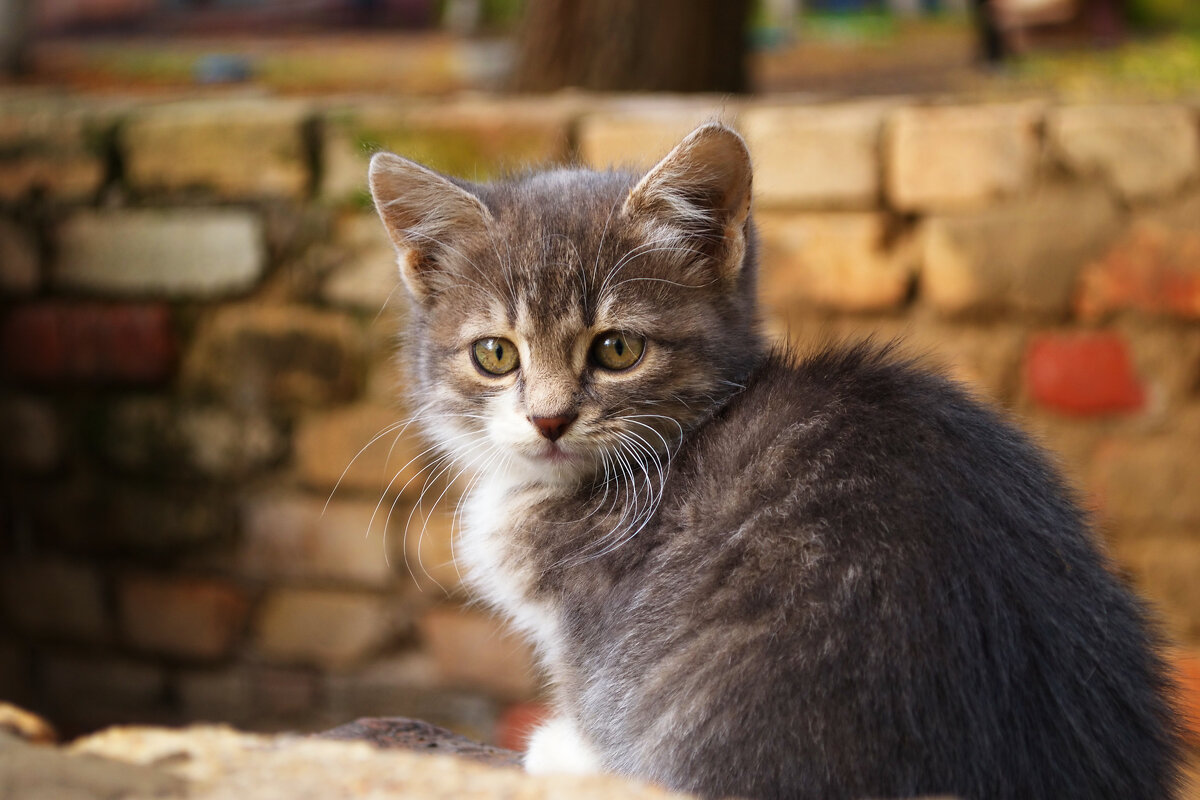 Маленький пушистый котенок - Александр Лычагин