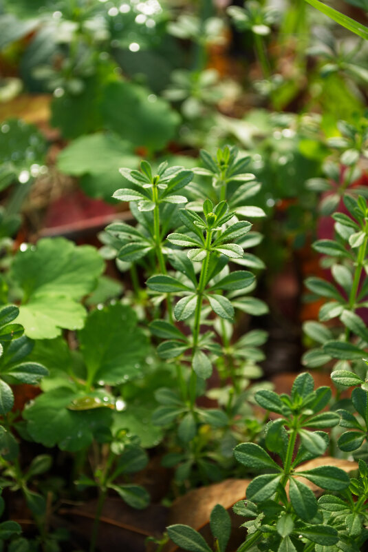Подмаренник - Александр Лычагин