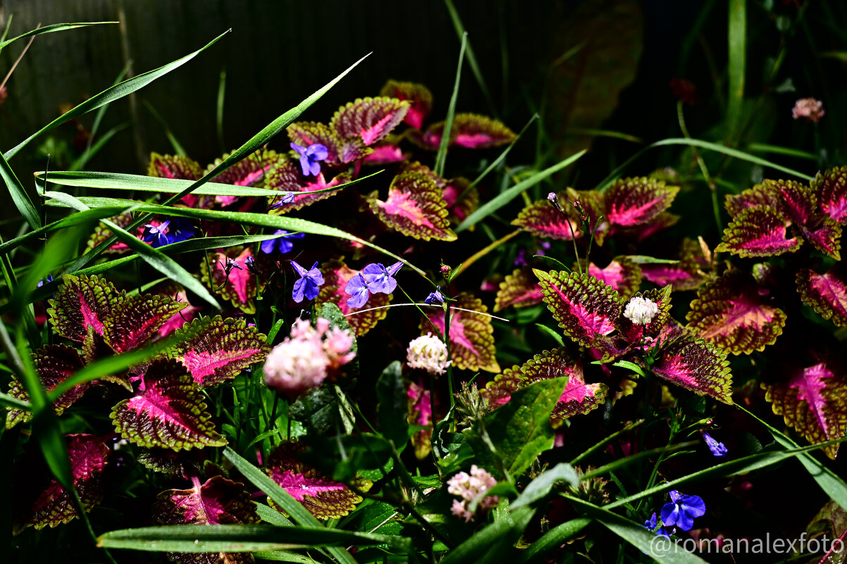 Цветы в саду - Роман Алексеев Цветы в саду - Роман Алексеев