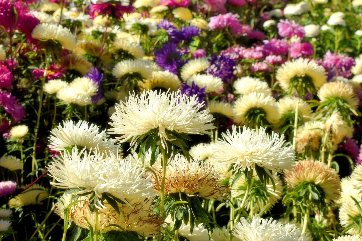 Последний осенний аккорд! - Татьяна Помогалова