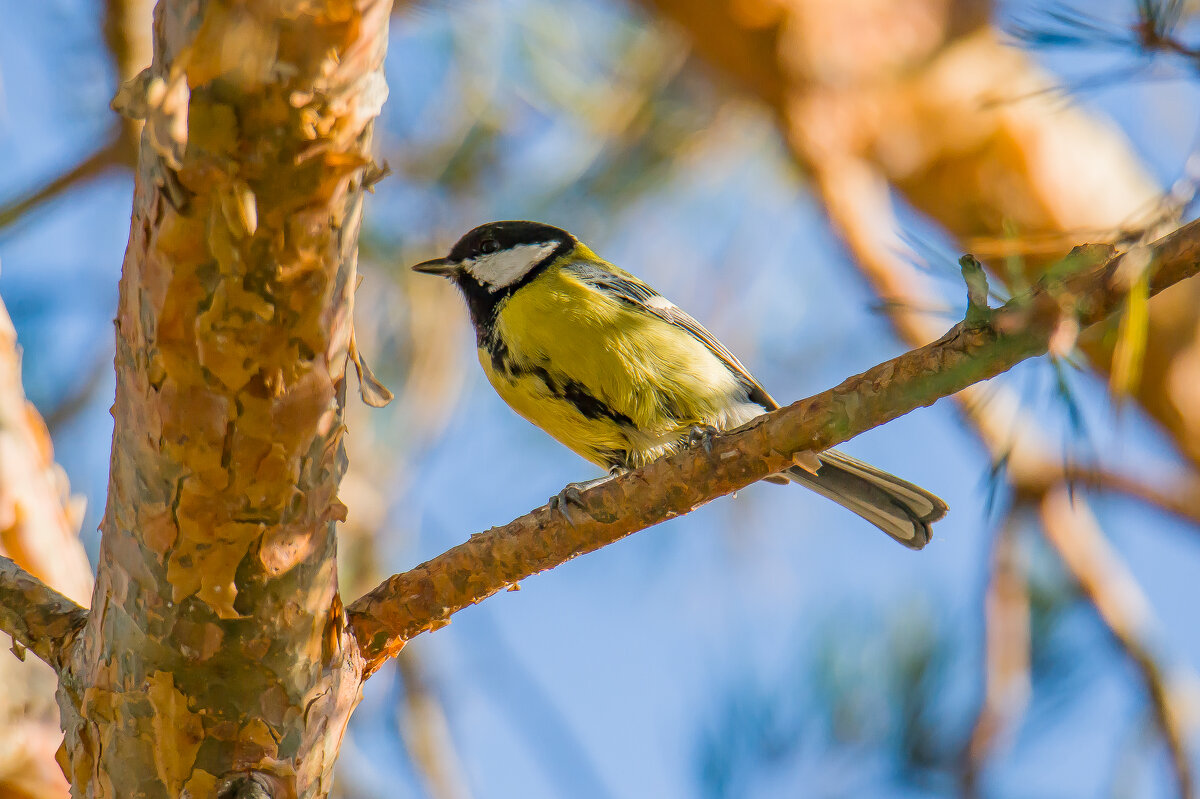 Первые признаки Осени прилетели.... - Sergey (Apg) Первые признаки Осени прилетели.... - Sergey (Apg)