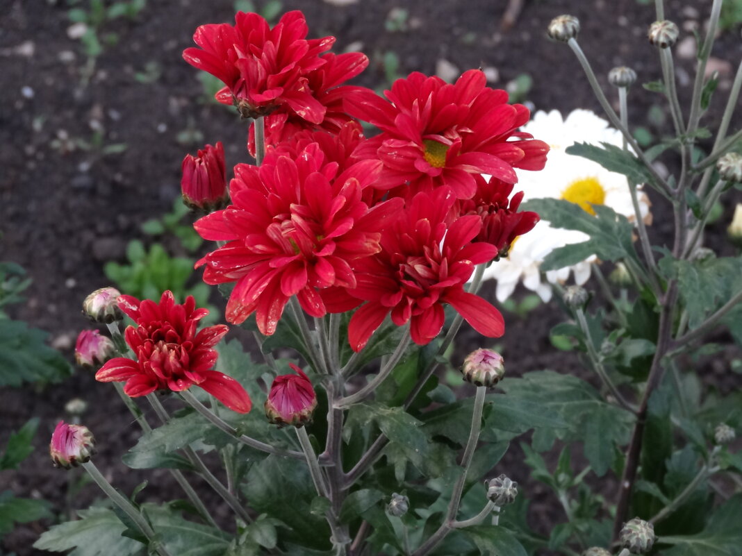 ХРИЗАНТЕМА - СЕРГЕЙ ФИЛОЧКИН