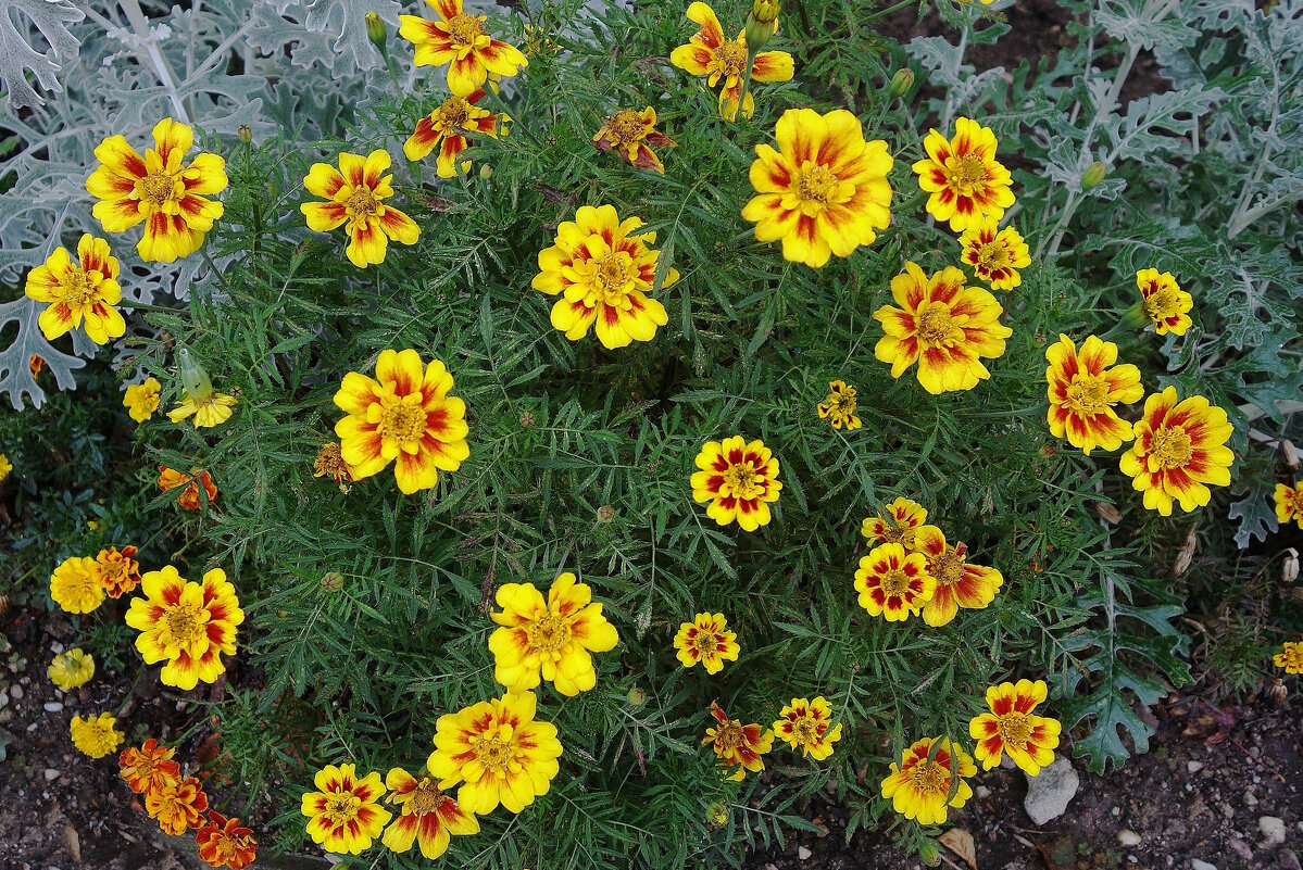 Бархатцы - Рита Симонова