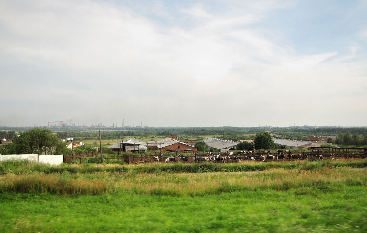 Скотоферма - Александр Ильчевский 