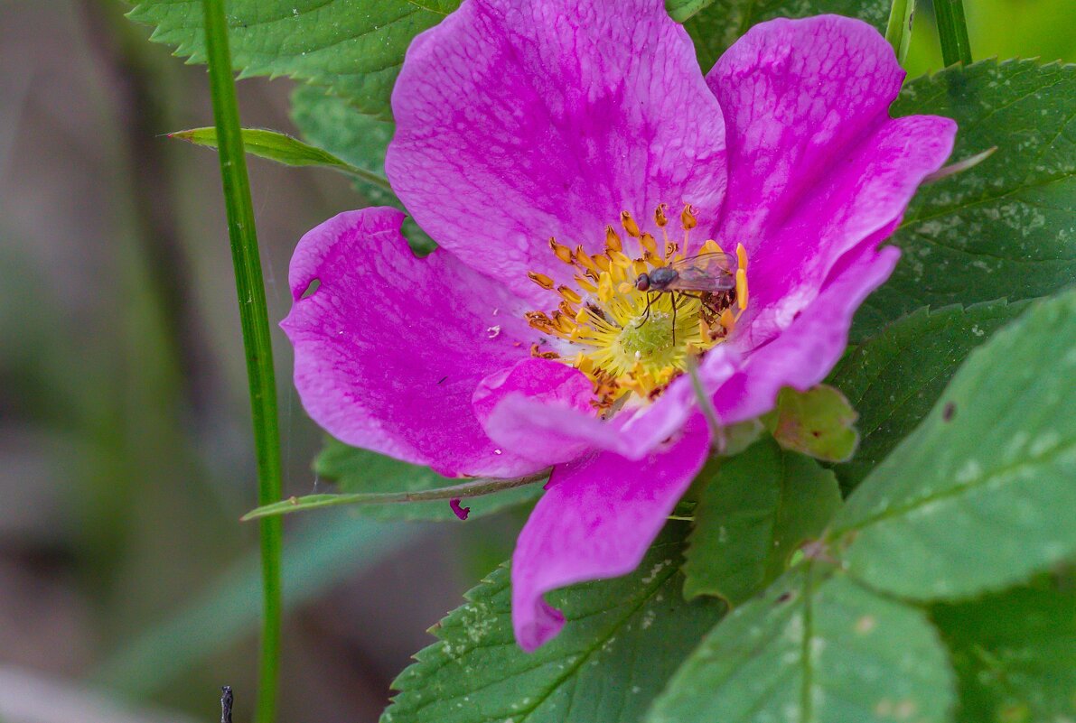 Краски лета. - Алексей Трухин