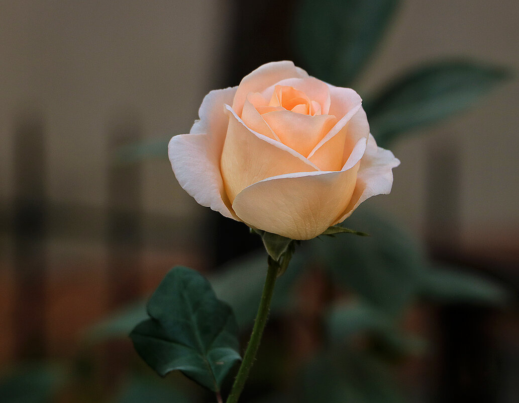 Осенняя - Светлана Осенняя - Светлана