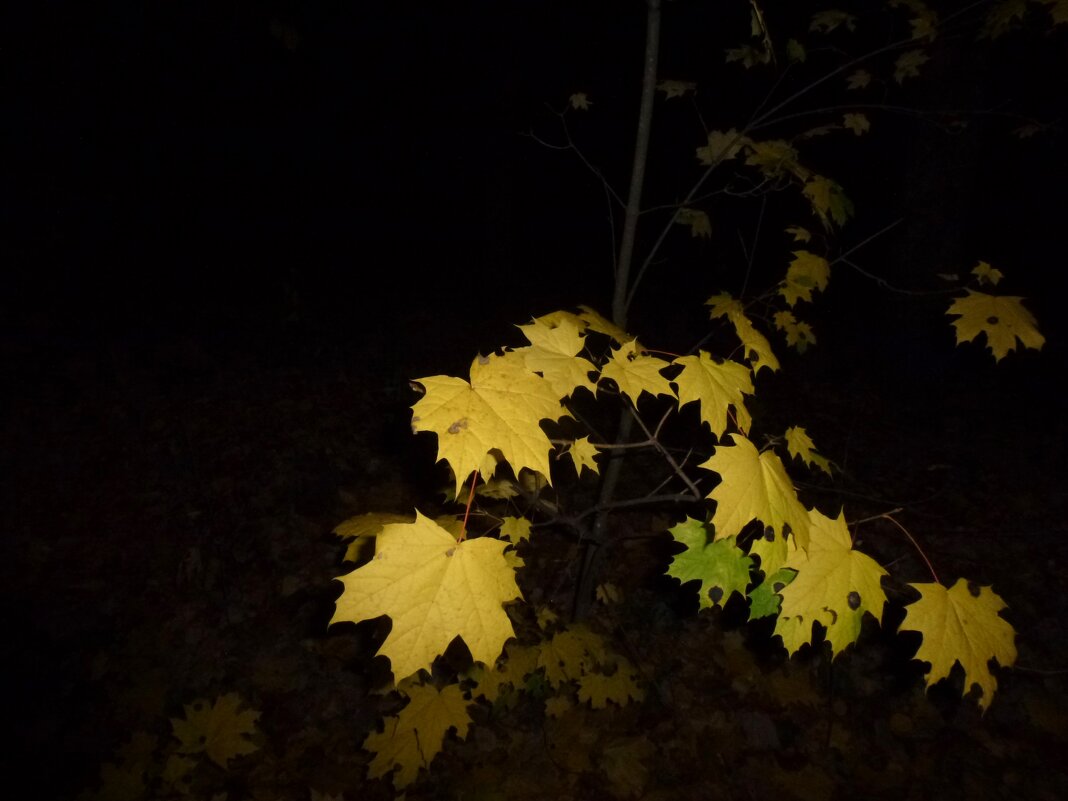 Осень - Сергей 