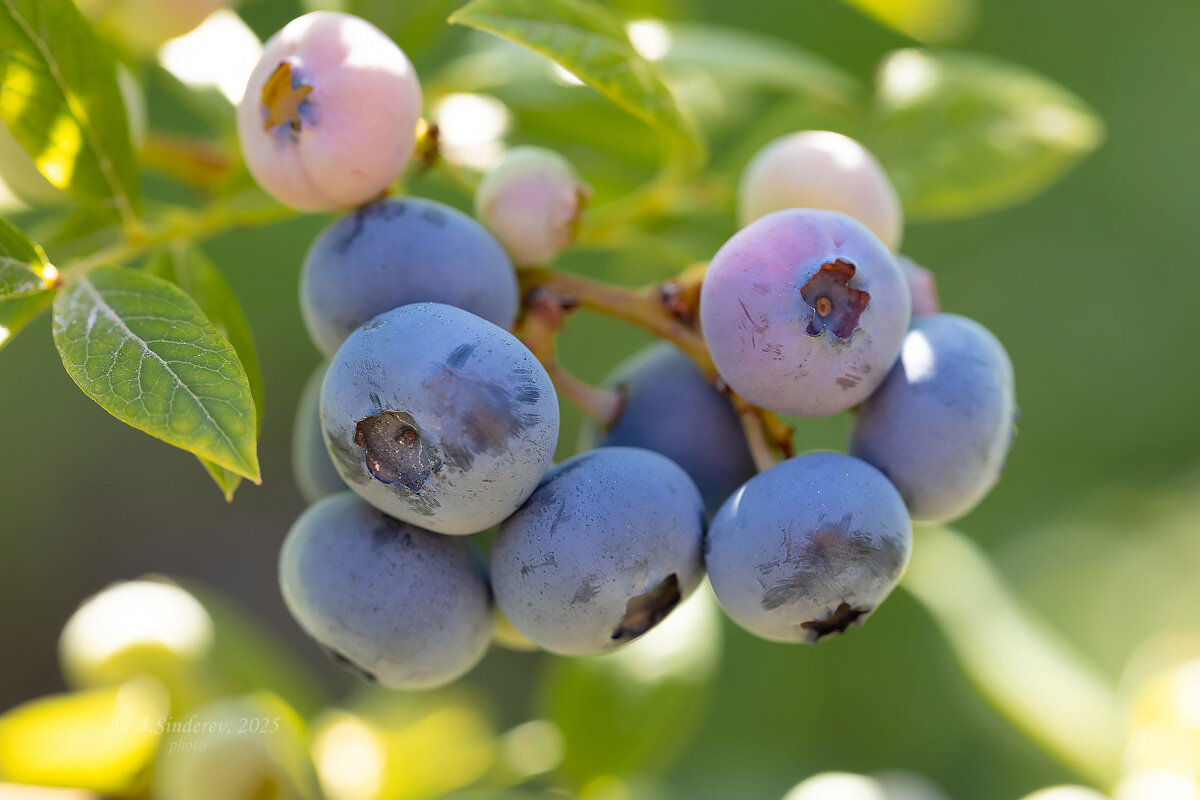 Голубика садовая - Александр Синдерёв