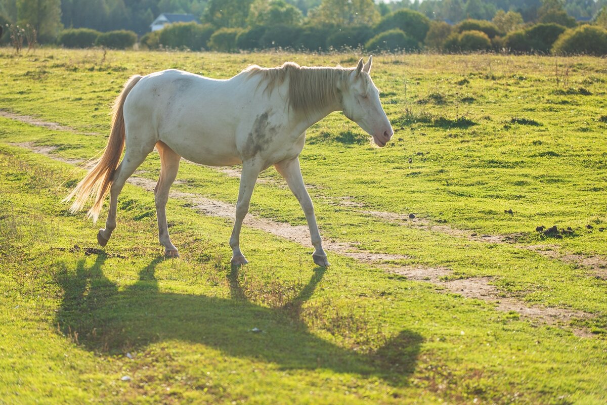 Осенний выгул. - Виктор Евстратов