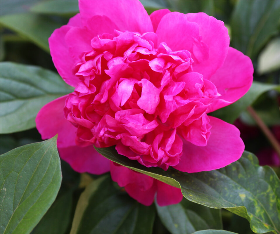 Пион - Любовь ***