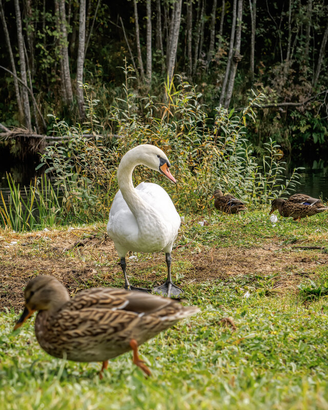 Про лебедей - Владимир Колесников
