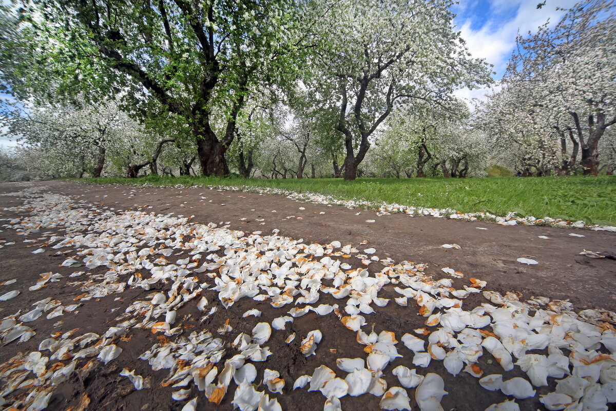 Коломенское 5 мая - Михаил Бибичков