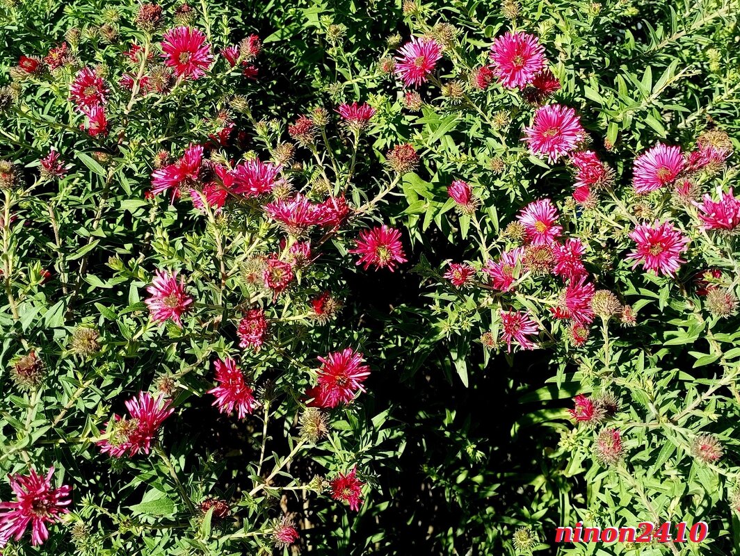 В ростовском экопарке Первая миля - Нина Бутко В ростовском экопарке Первая миля - Нина Бутко