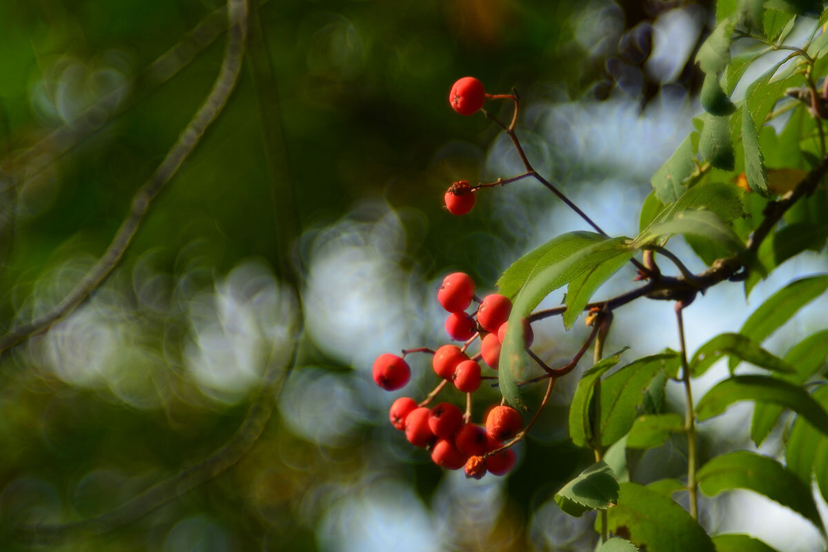 Ветка  рябины - Геннадий Супрун