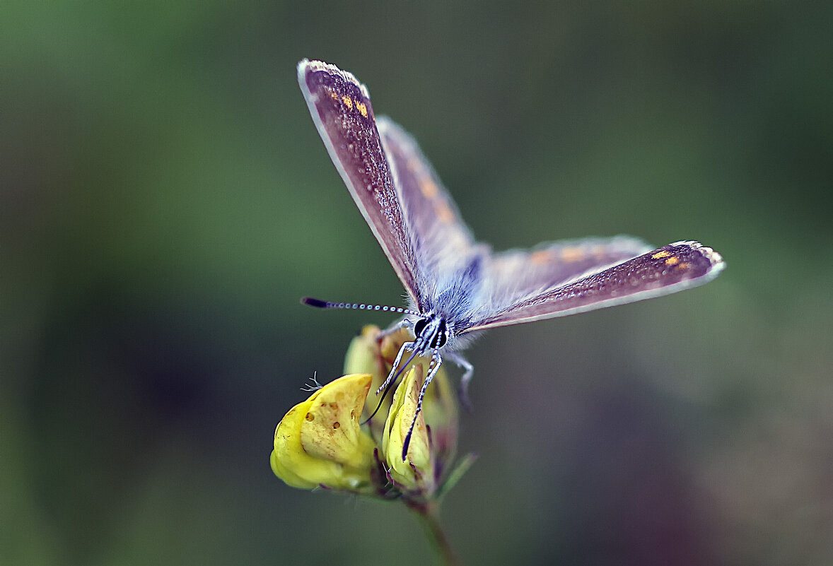 Голубянка - Андроник Александр Голубянка - Андроник Александр
