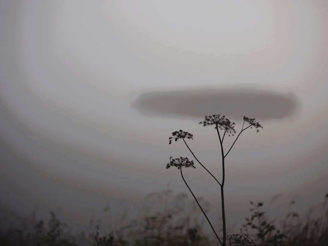 Утренние метаморфозы - liudmila drake