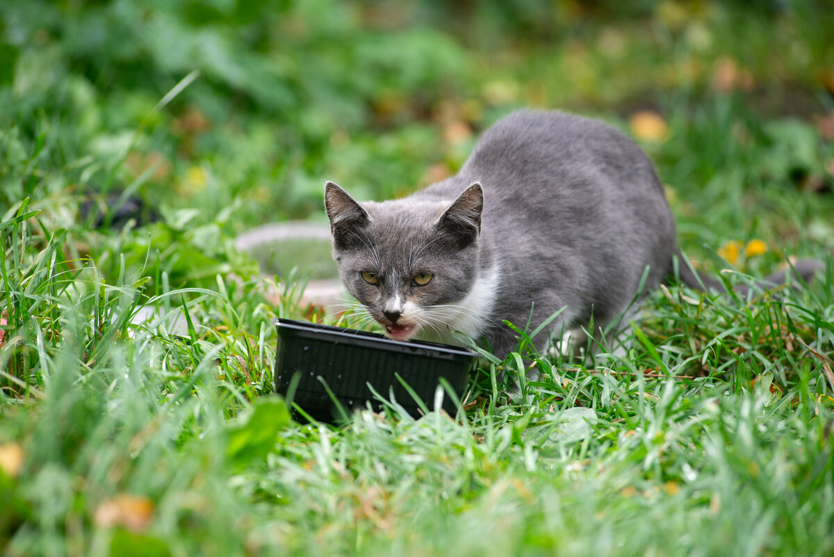 Котенок - Владимир Иванович