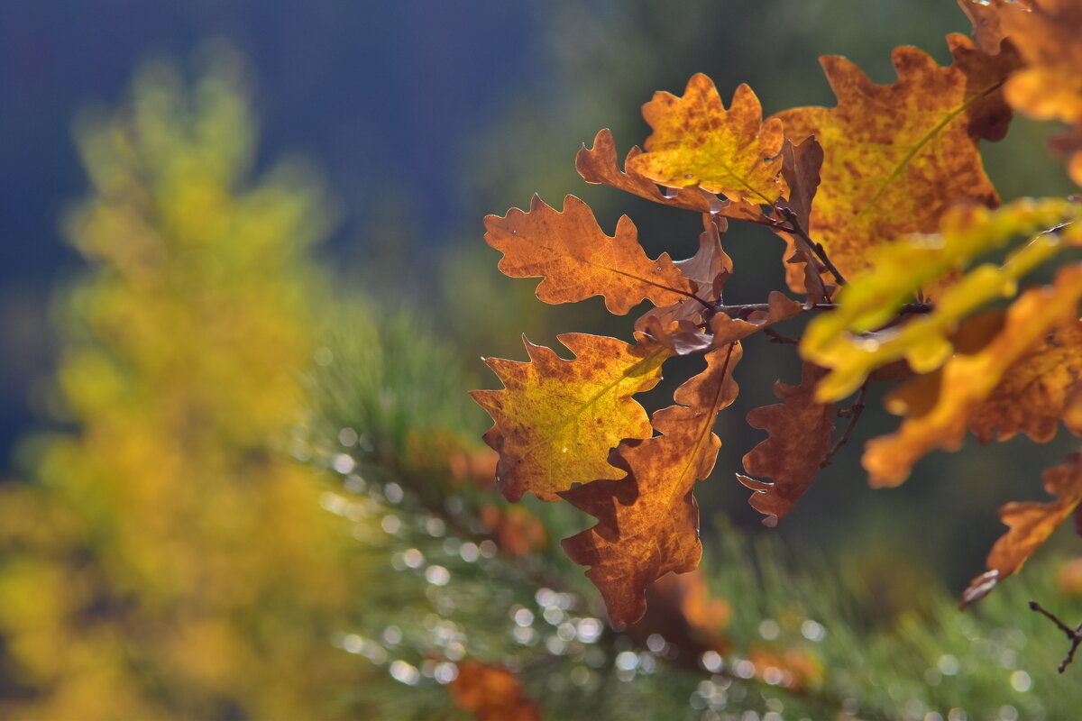 Рисует осень - Роман Пацкевич