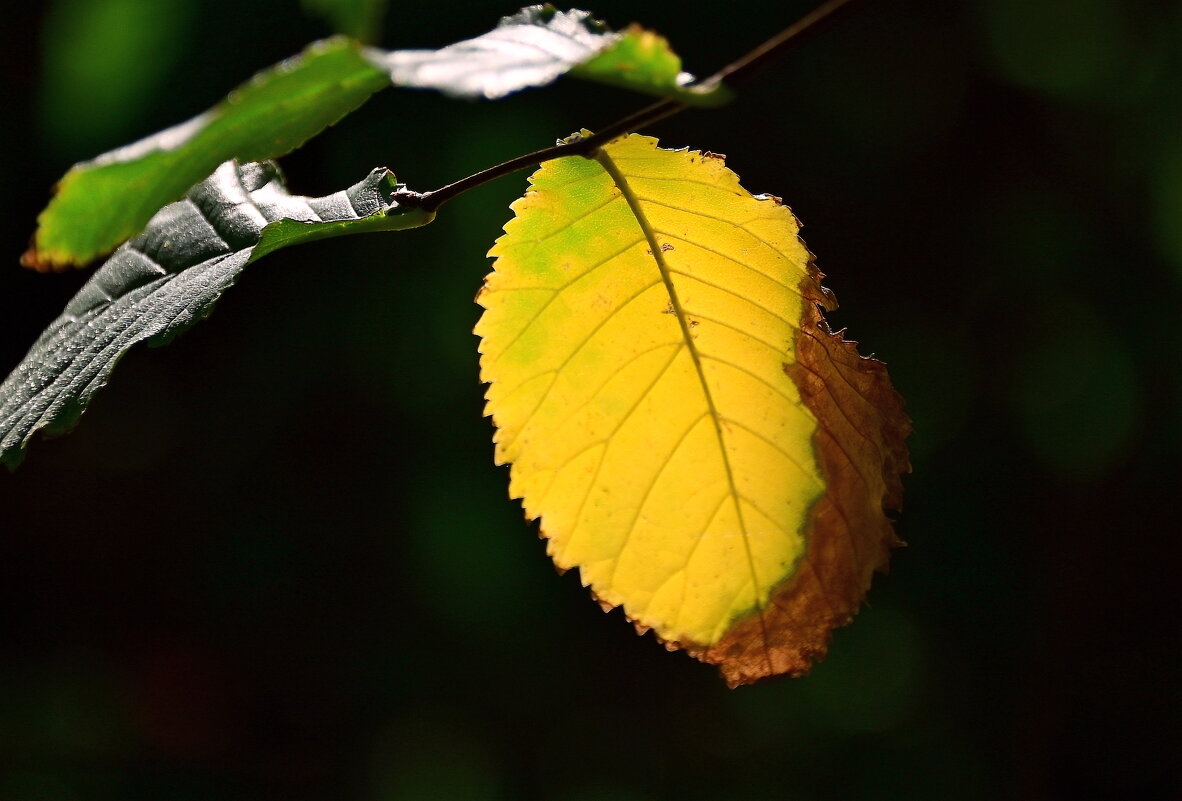 Лист, Берман - B razk