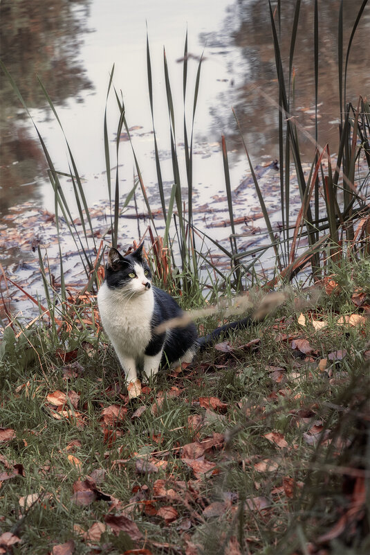 попутчик - Michel попутчик - Michel