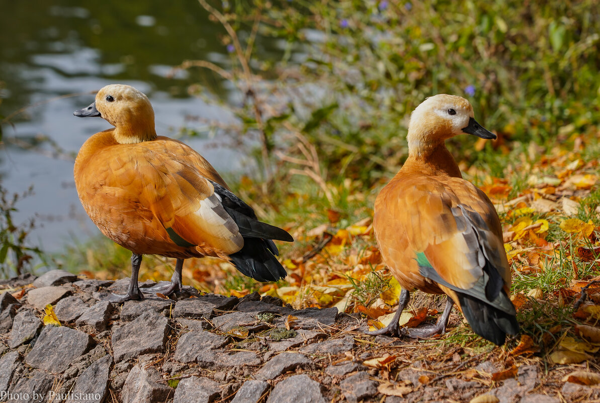 Двое... - Владимир Жданов