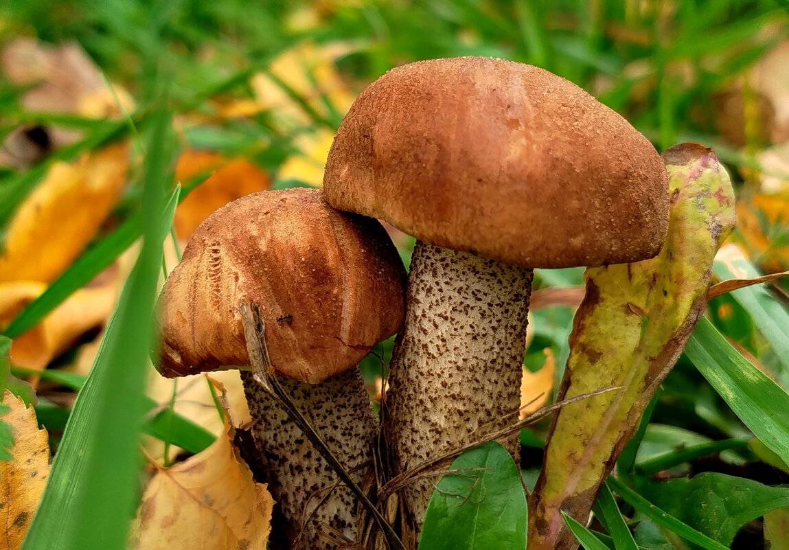 Сладкая парочка - светлана льдокова