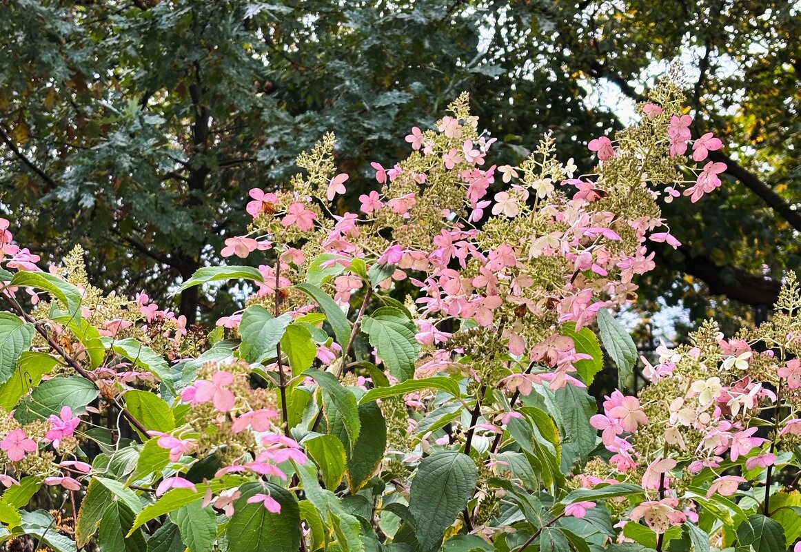 На исходе сентября - Мария - Maria