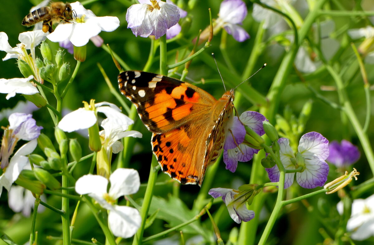 опять про бабочек 12 - Александр Прокудин